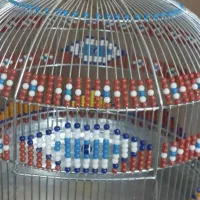 قناری سهره خاکی