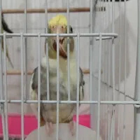 عروس هلندی|پرنده|رشت, پیرکلاچای|دیوار