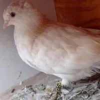 دمسفید|پرنده|شاهرود, |دیوار