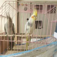 یک جفت عروس هلندی سخنگوباقفس ۲میلیون