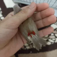 نر و ماده فنچ الماسی شکلاتی|پرنده|اهواز, کوروش|دیوار