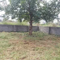 علفتراشی با دستگاه علفتراش|خدمات باغبانی و درختکاری|کلاچای, |دیوار