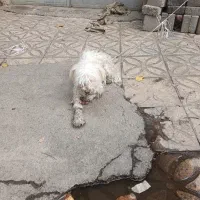 سگ پا کوتاه شیتزو ماده