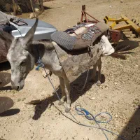 الاغ ماده جوان خر