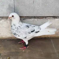 نر کوهی مست