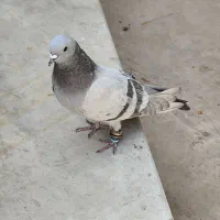 شهری طوقی طوسی