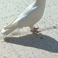 پلاکی سفید نر|پرنده|قم, زنبیل آباد|دیوار