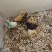 بلوارهاشمی