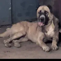سگ افغان