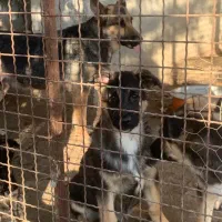 4 عدد سگ نر ژرمن شپرد 3 ماه|سگ|دلیجان, |دیوار