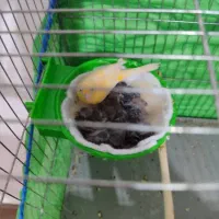 تعدادی سهره جفتی مست و سهره قناری دهن لر