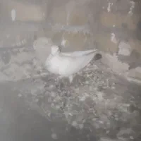 کبوتر