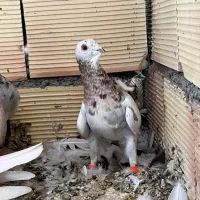 کبوتر هفت رنگ کله هما|پرنده|سبزوار, دانشگاه آزاد|دیوار