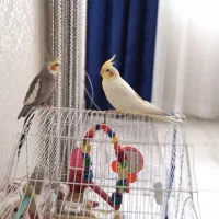عروس هلندی