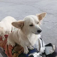 سگ گمشده
