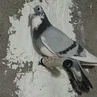 کبوتر|پرنده|شریفآباد, |دیوار