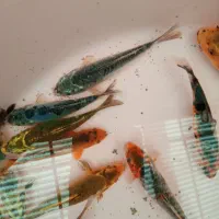 حراج ماهی کوی