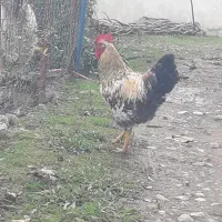 فروش خروس و غاز