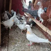 کبوتر پرشی