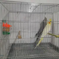 جفت طوطی عروس هلندی