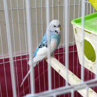 مرغ عشق نر