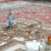 یک عدد عروس هلندی