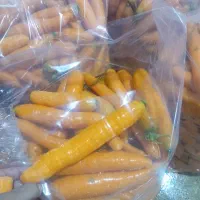 فروش هویچ و ترب با کیفیت ،تنی|خوردنی و آشامیدنی|ممقان, |دیوار