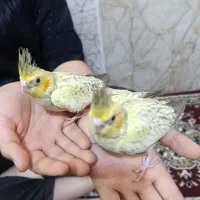 جوجه عروس هلندی