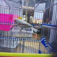 قناری ماده آماده|پرنده|بهبهان, |دیوار