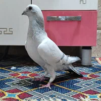 سرگرمی و فراغت