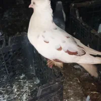 کبوتر|پرنده|کلاردشت, |دیوار