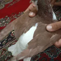 چپ یا دمگیر قرمز نر جوان