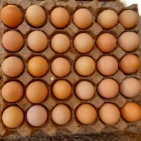 تخم مرغ محلی گلپایگانی اصل