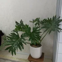 گل برگ انجیری بزرگ با گلدان سرامیکی