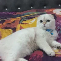 گربه اسکاتیش دبل فولد|گربه|گلپایگان, |دیوار