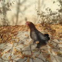 مرغ محلی تخم گذار