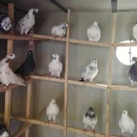 نرماده جوجه کشی