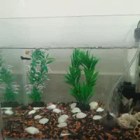 آکواریوم شیشه خم با ماهی و تمام وسایل