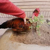 خروسهای جوان|حیوانات مزرعه|شیراز, تندگویان|دیوار