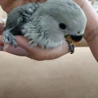 جوجه طوطی برزیلی و عروس هلندی|پرنده|برازجان, |دیوار