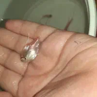 کالر ویدو سفید|ماهی|دزفول, |دیوار