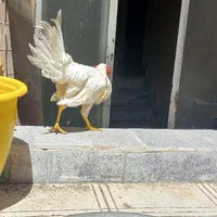 خروس|پرنده|مشهد, پروین اعتصامی|دیوار