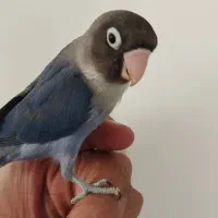 کوتوله برزیلی فوق دستی|پرنده|تربت جام, نظامی|دیوار