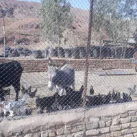 اسب  الاغ مرغ خروس گلین|حیوانات مزرعه|قم, قلعه صدری|دیوار