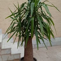 یوکا تنه دار چند کله