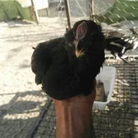 گلین لری خالص و بوقلمون مولد|حیوانات مزرعه|کرج, شهرک جهاننما|دیوار