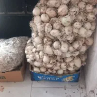 سیب وپیازدامی