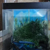 آکواریوم شیشه خم