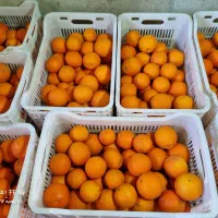 پرتقال تامسون و کاراکارا پوست نازک  شیرین خوش رنگ