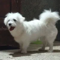 سگ باهوش